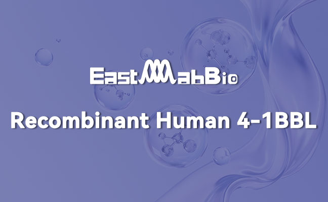 Recombinant Human 4-1BBL: Unlocking Immune Co-stimulation for Advanced Therapies