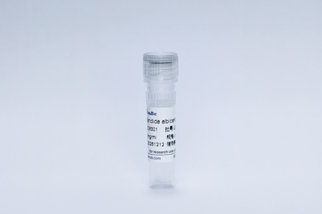 Recombinant Candida albicans mAb