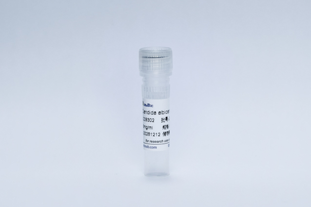 Recombinant Candida albicans mAb