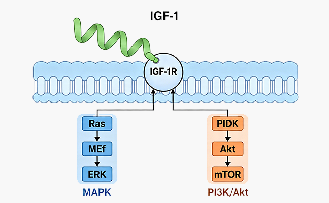 Recombinant Human LR3 IGF-1: Advanced Bioprocessing and Cell Culture
