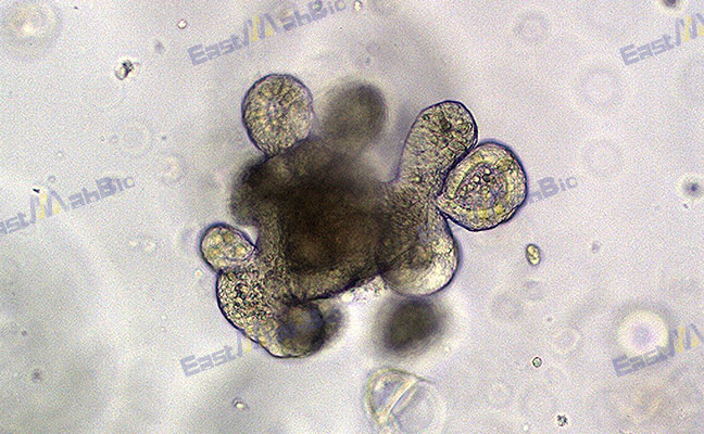 Recombinant Mouse M-CSF: Essential Guide for Cell Culture