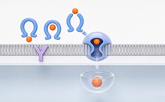 Recombinant Bovine Transferrin: Enabling Safe and Efficient Iron Delivery in Modern Cell Culture