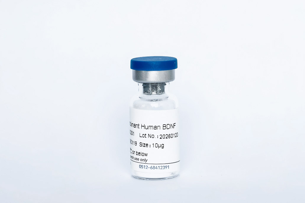 Recombinant Human BDNF