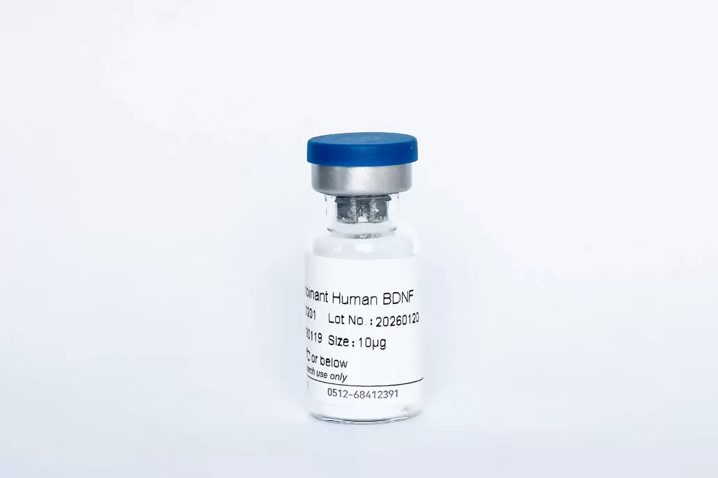 Recombinant Human BDNF