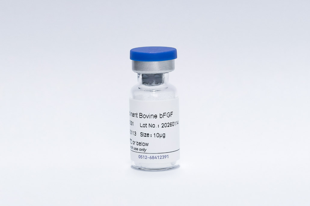 Recombinant Bovine FGF-2/bFGF
