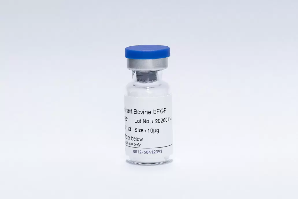 Recombinant Bovine FGF-2/bFGF
