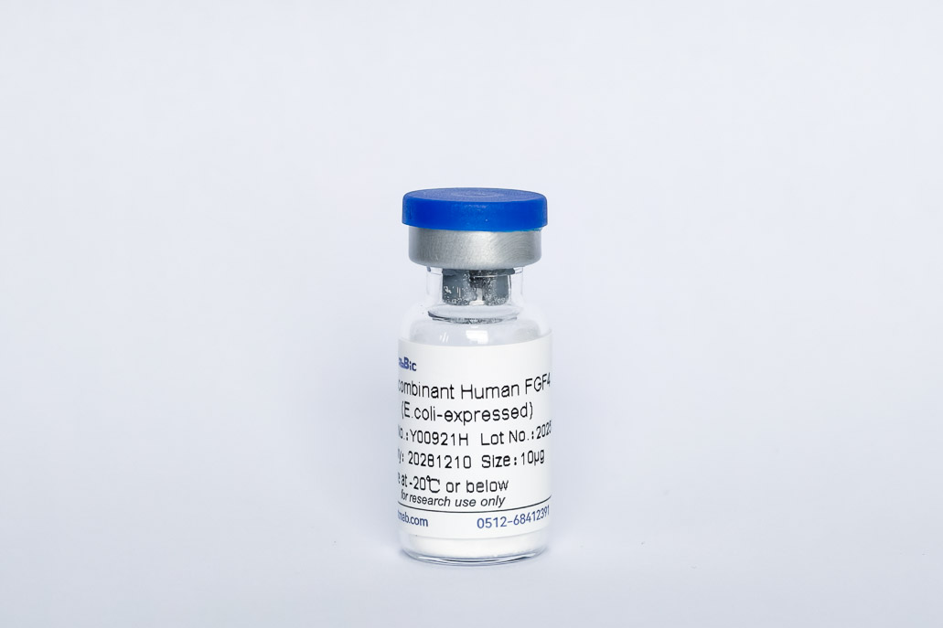 Recombinant Human FGF-4