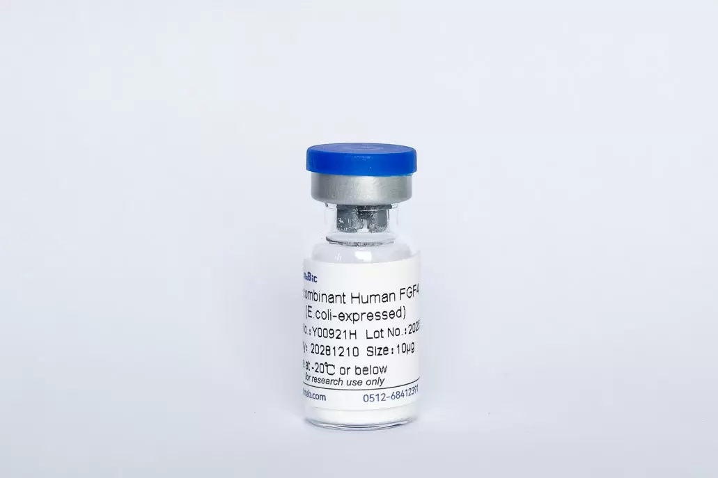 Recombinant Human FGF-4