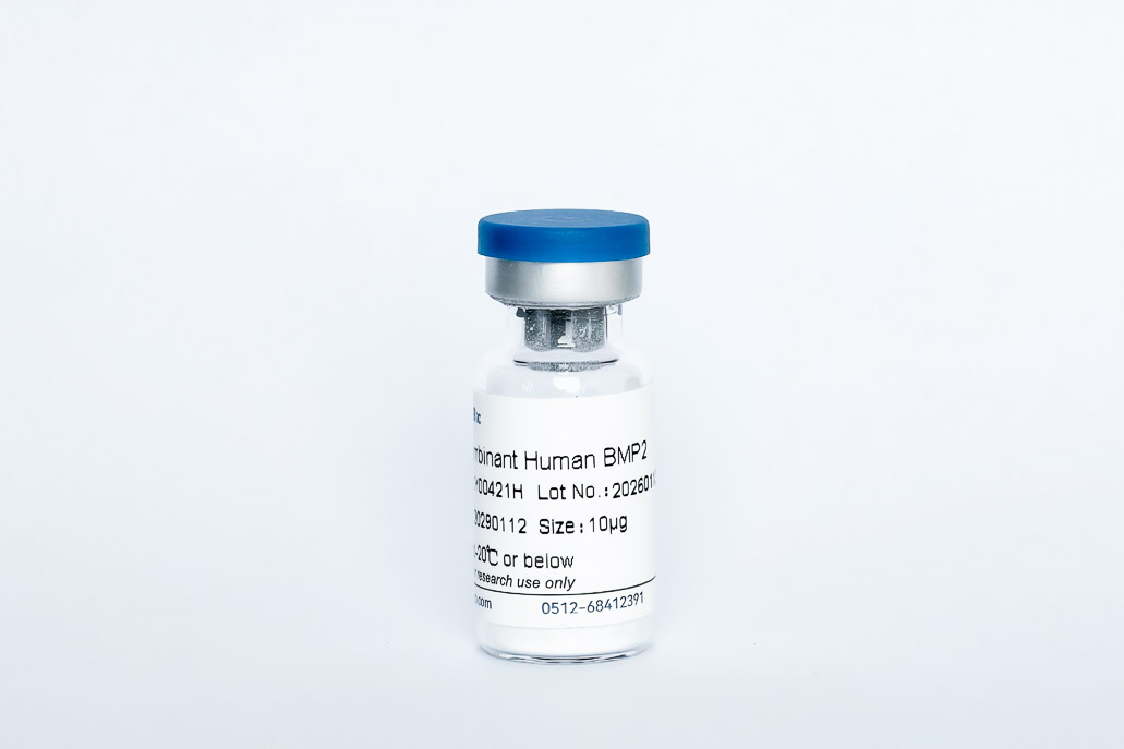 Recombinant Human BMP-2
