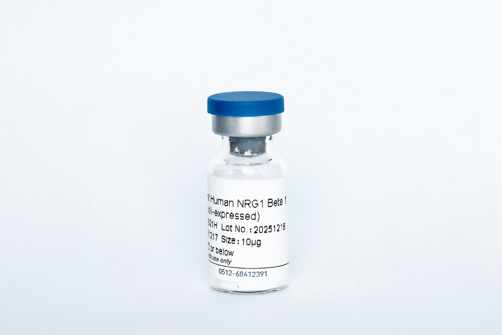 Recombinant Human NRG1-&beta;1