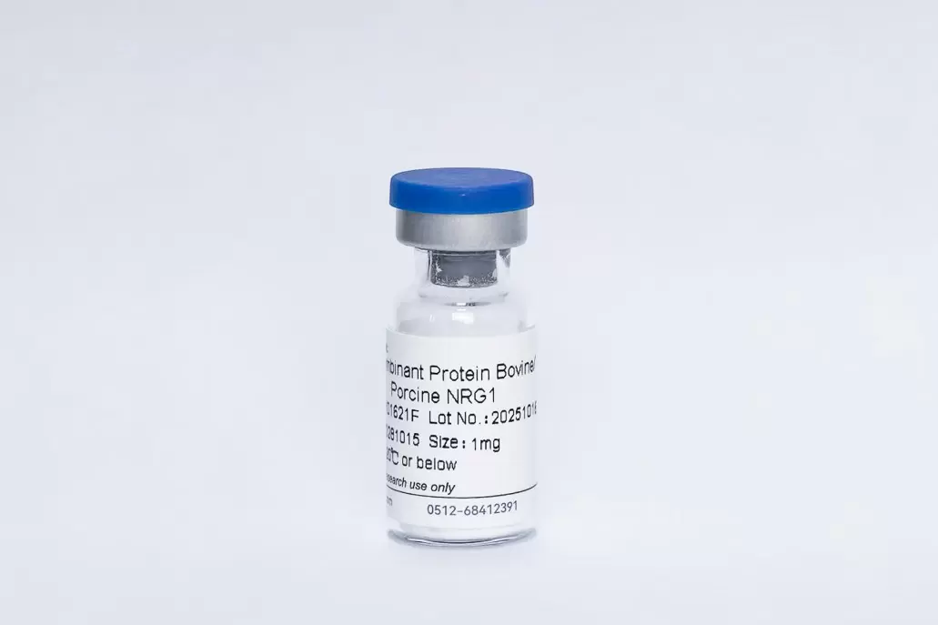 Recombinant Bovine/Porcine NRG1-β1