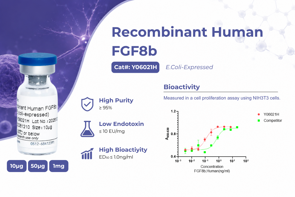 FGF-8b Drives Neural and Limb Development Research