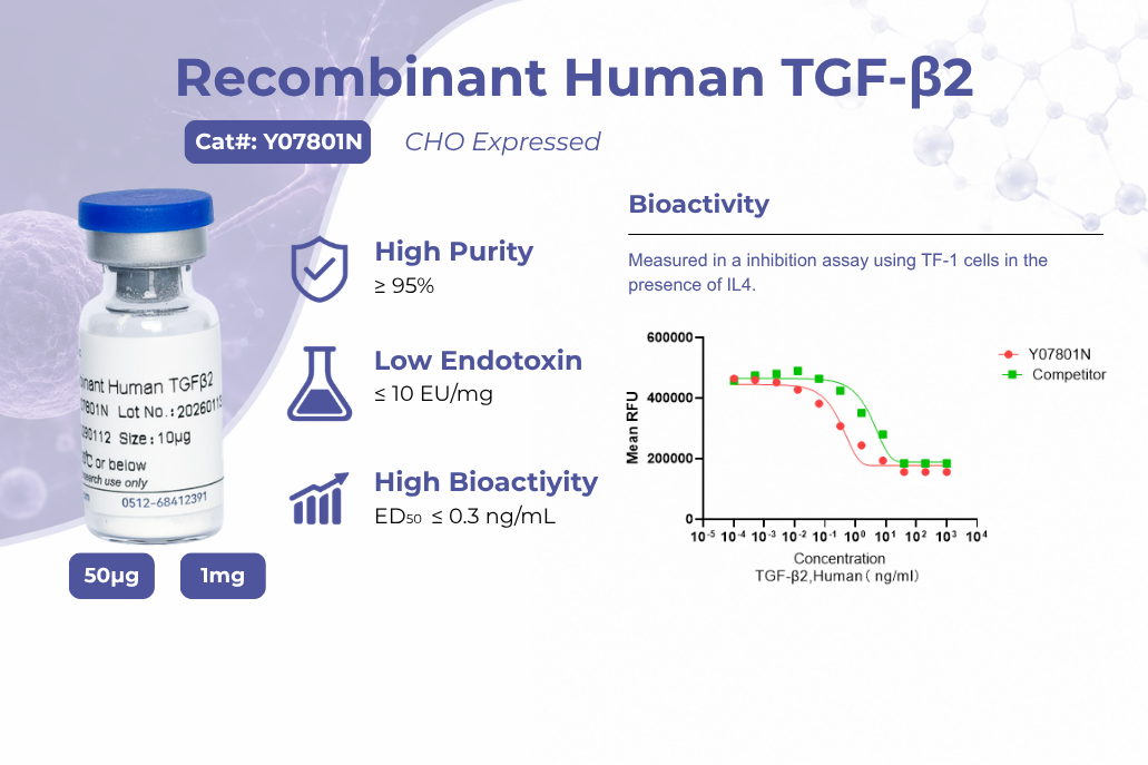 Recombinant Human TGF-&beta;2: Critical for Cell Culture & Biopharma