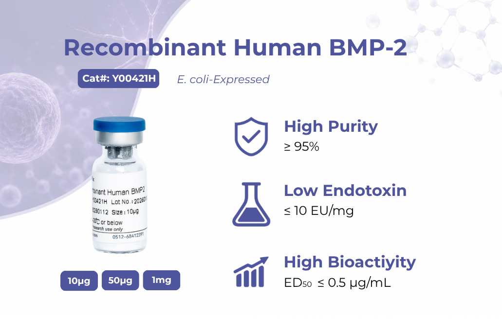 Recombinant Human BMP-2 Advancements in Bone Regeneration