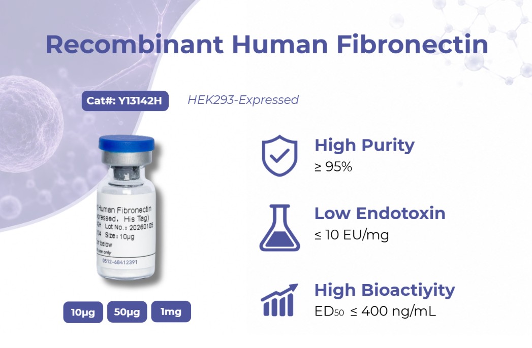 Recombinant Human Fibronectin: The Essential Biomaterial for Cell Culture and Regenerative Medicine
