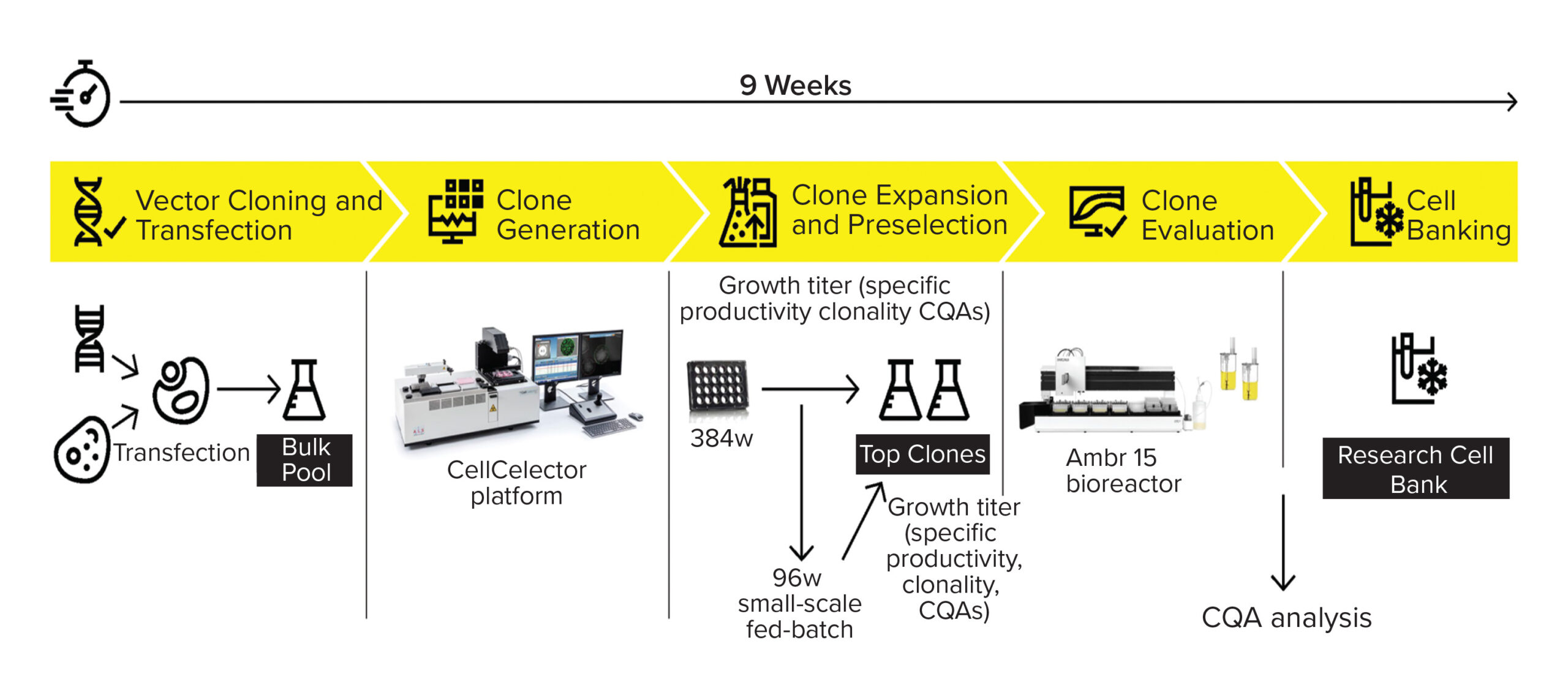 Mastering Cell Line Development and Process Scale-Up for Commercial-Grade Recombinant Protein Production