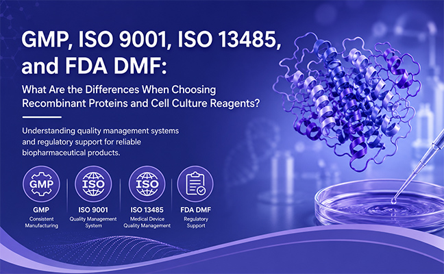 GMP, ISO 9001, ISO 13485, and FDA DMF: What Are the Differences When Choosing Recombinant Proteins and Cell Culture Reagents?