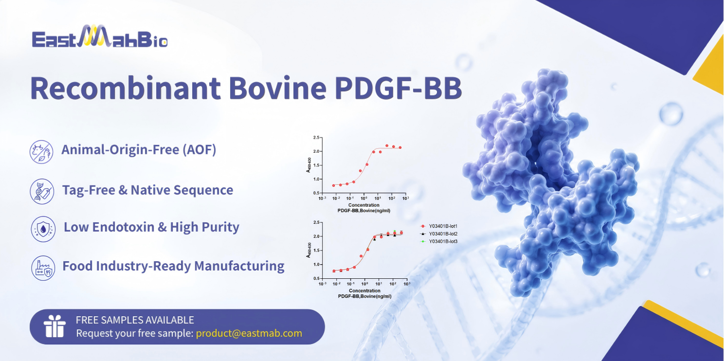 Recombinant Bovine PDGF-BB: The Growth Factor Revolutionizing Cell Culture & Wound Healing Research
