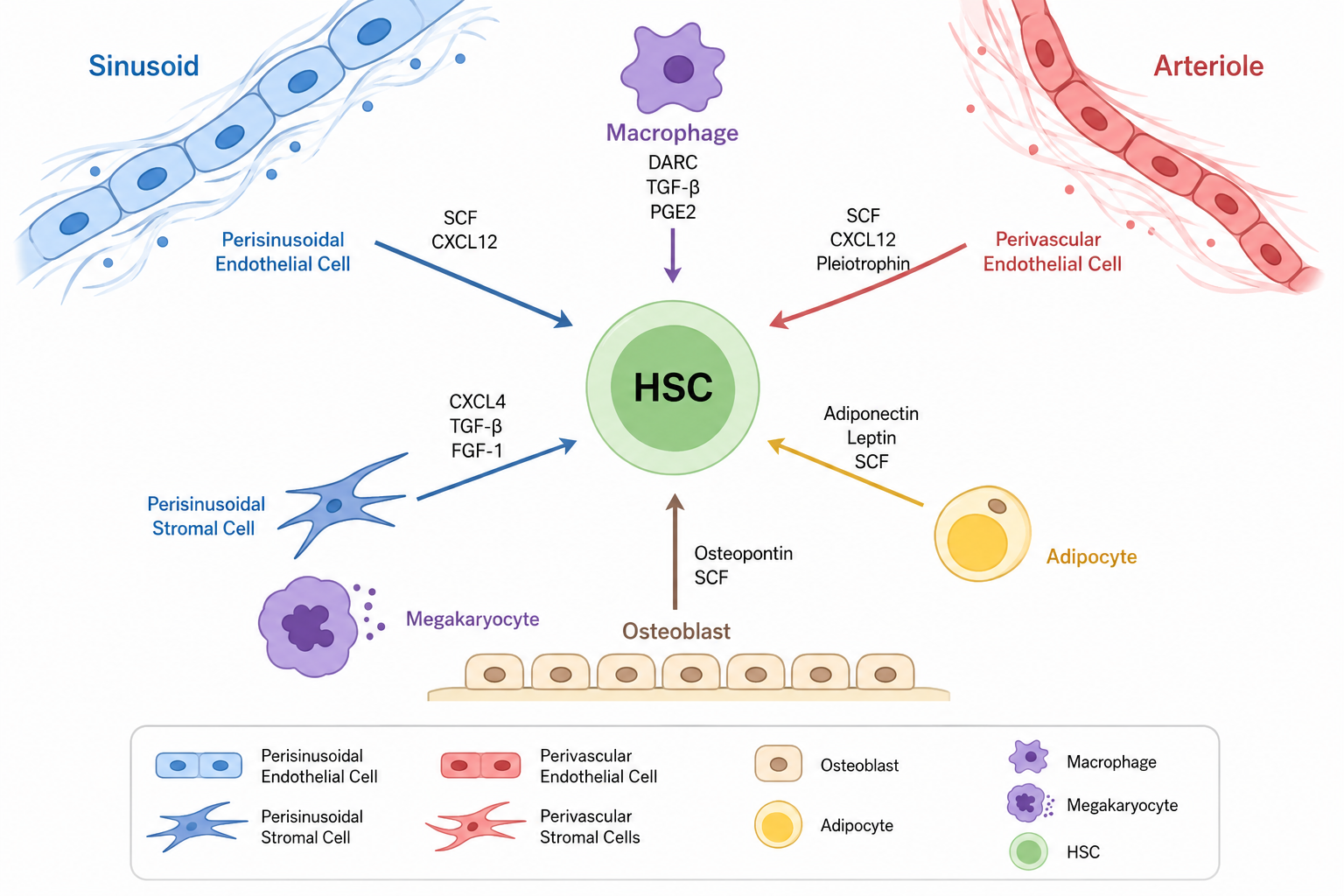 Expanding the Potential of Hematopoietic Stem Cells (HSCs): Emerging Strategies for HSC Expansion and Clinical Manufacturing