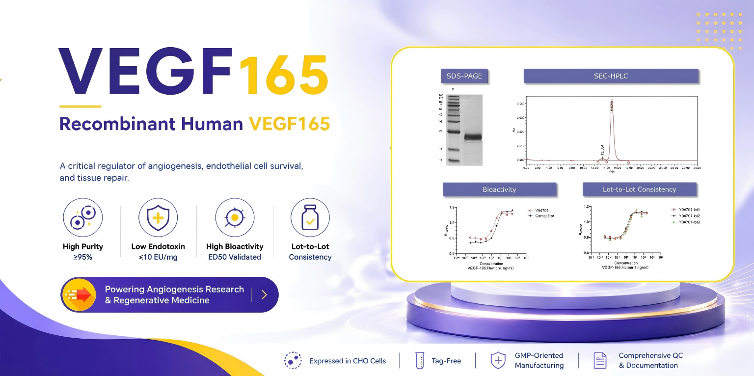 Recombinant Human VEGF165: The Gold-Standard Growth Factor for Angiogenesis, Tissue Engineering, and Organoid Culture