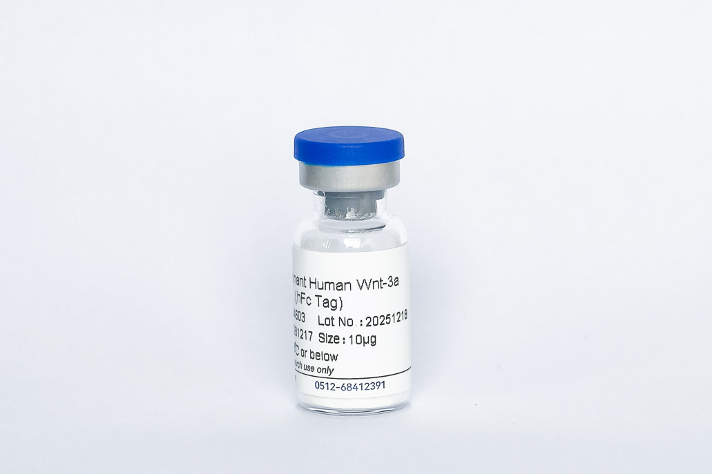 Recombinant Human Wnt-3a (hFc Tag）