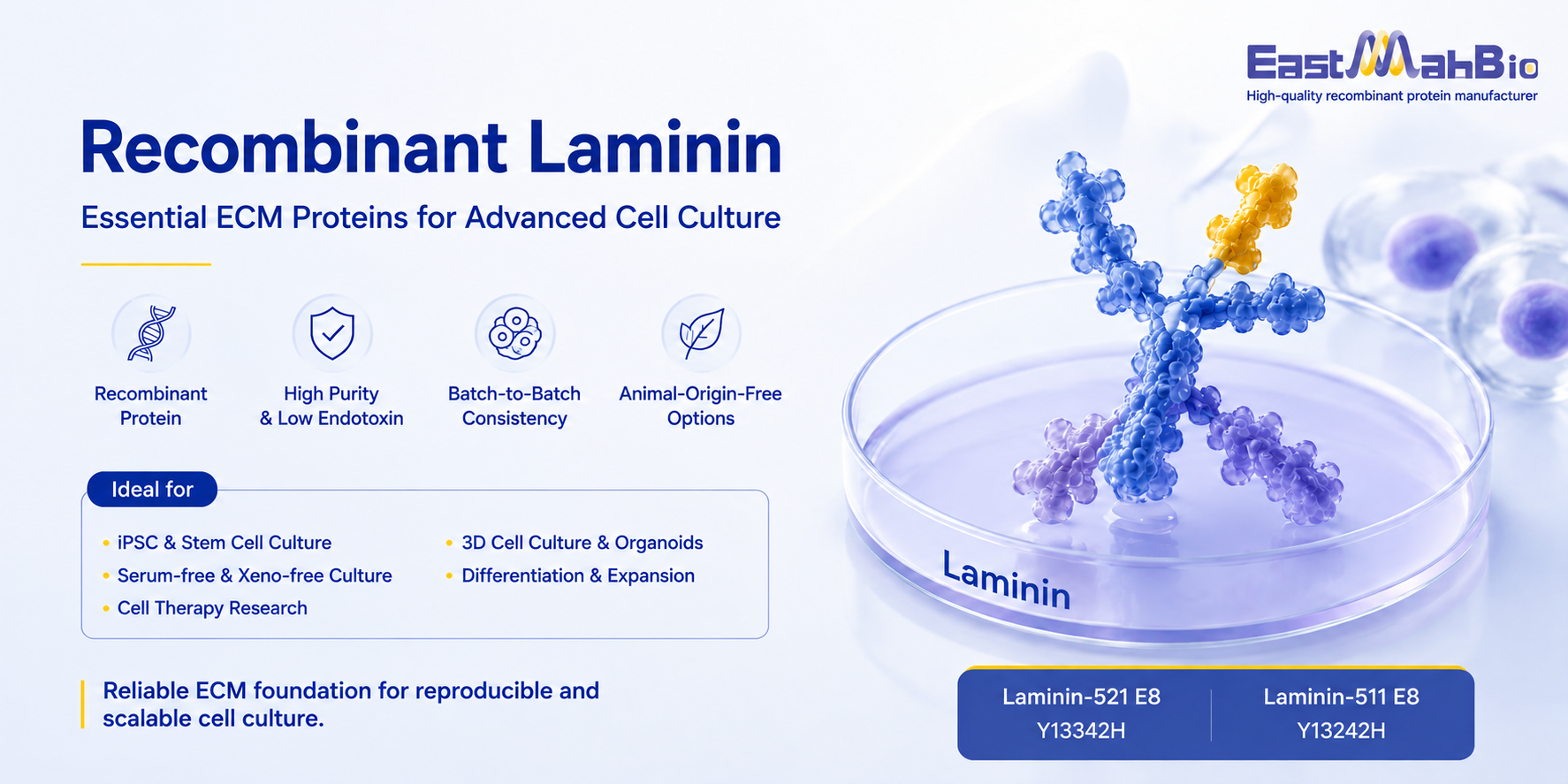 How Recombinant Laminin Supports iPSC Culture and Scalable Cell Therapy Developmen