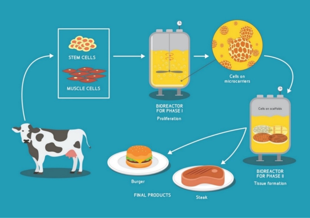 Serum-Free Media for Cultivated Meat: Key Recombinant Proteins and Growth Factors