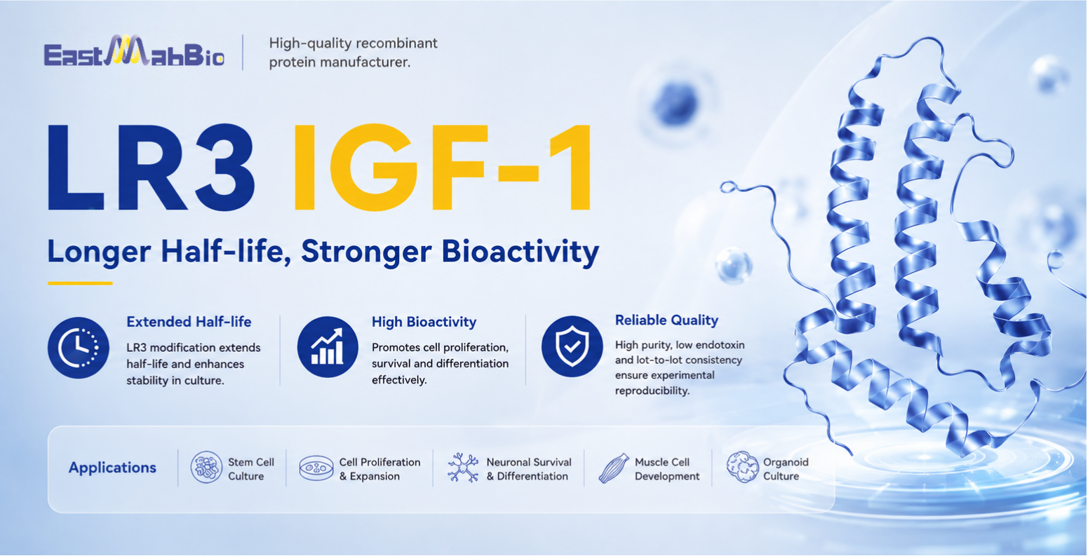 Recombinant Human LR3 IGF-1: Optimizing Cell Growth in Biopharma