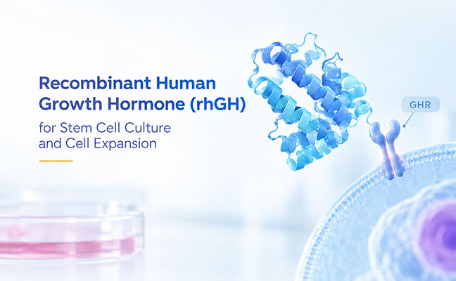 Recombinant Human Growth Hormone (rhGH) for Stem Cell Culture and Cell Expansion