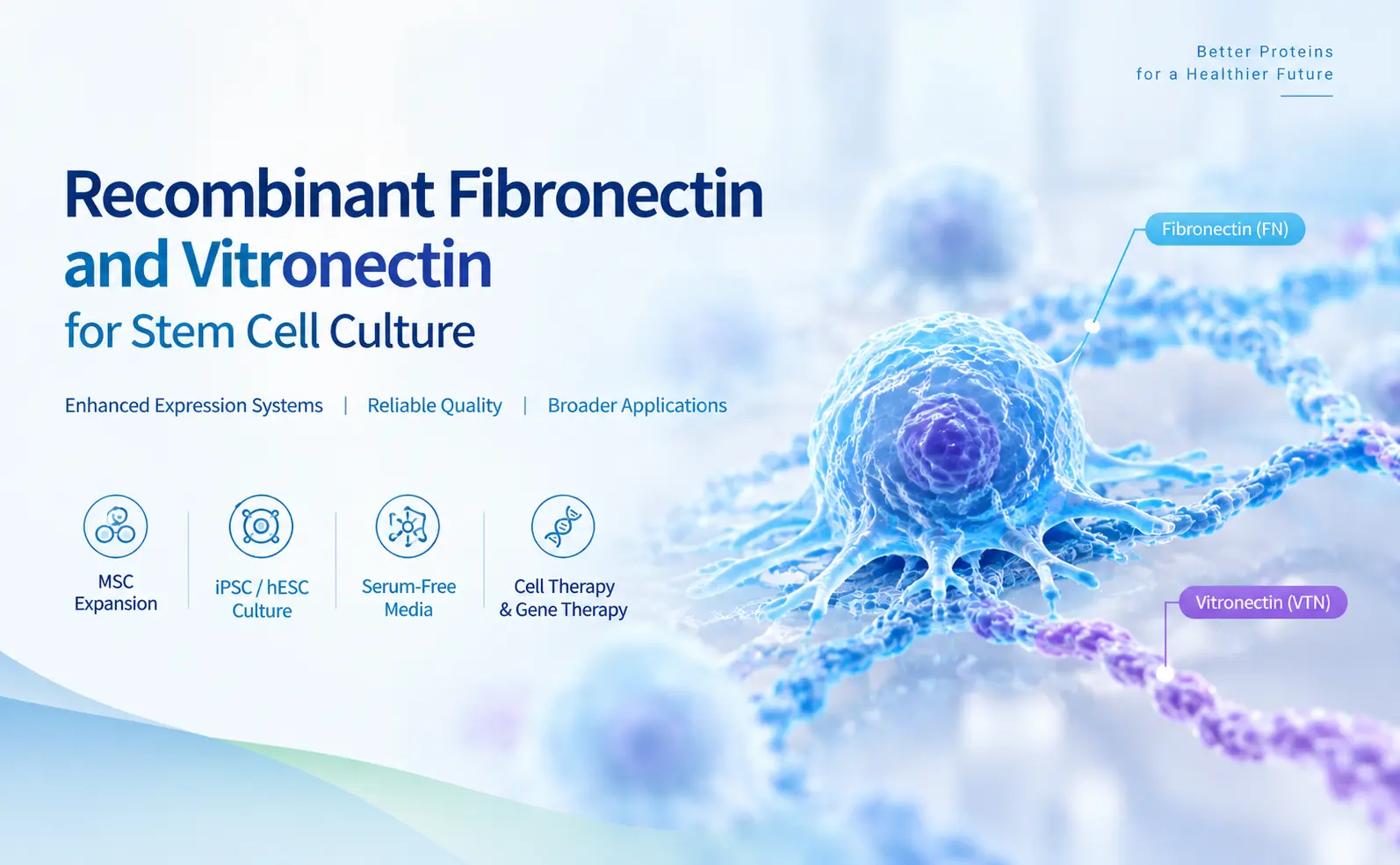 Recombinant Fibronectin and Vitronectin for Stem Cell Culture: Expanded Expression Systems from EastMabBio
