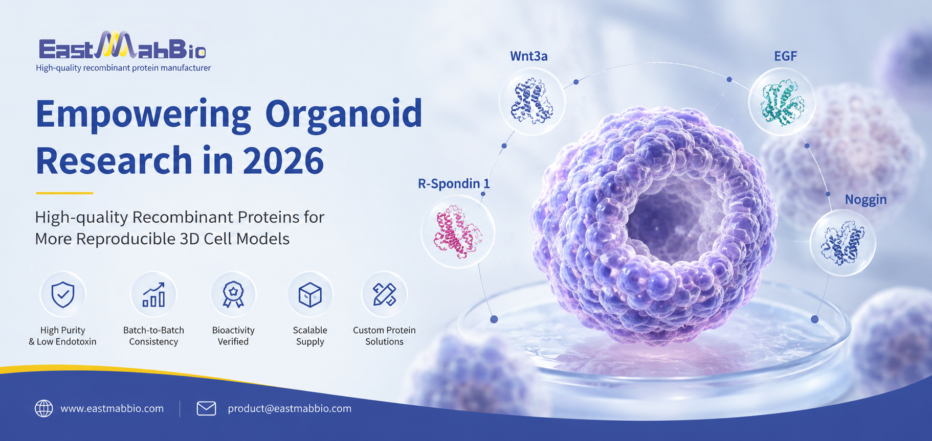 Organoid Culture in 2026: How Recombinant Proteins Support More Reproducible 3D Cell Models